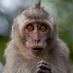 Sons de macaco