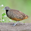 Buttonquail Sounds