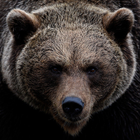 Icona suoni di orso