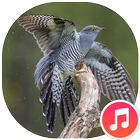 Cuckoo Bird Sounds icon