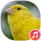 sons d'oiseaux canaris icône
