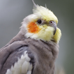 オカメインコの音 アイコン