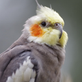 オカメインコの音