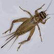 Crickets Sounds