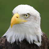 sonidos de aguila icono
