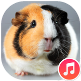 Guinea Pig Sounds