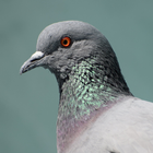 Sons de pigeon icône