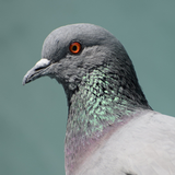 Pigeon Sounds