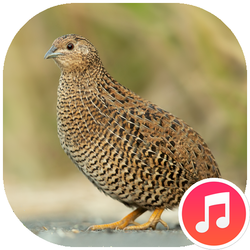 Quail Sounds