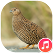 ウズラの音 アイコン