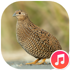 Quail Sounds icon