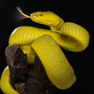 Snake Sounds