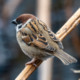 Sparrow Sounds