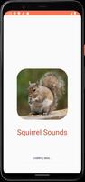 Poster Squirrel Sounds