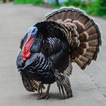 Turkey Sounds