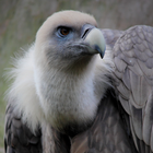 Vulture Sounds icon