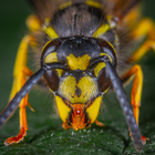 Wasp Sounds أيقونة