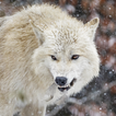 Wolf Sounds