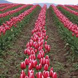 ИСКУПЛЕНИЕ И РЕСТИТУЦИЯ