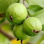 পেয়ারা এর পুষ্টিগুণ