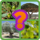 Guess the tree - Tree species  APK