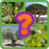 Guess the tree - Tree species 