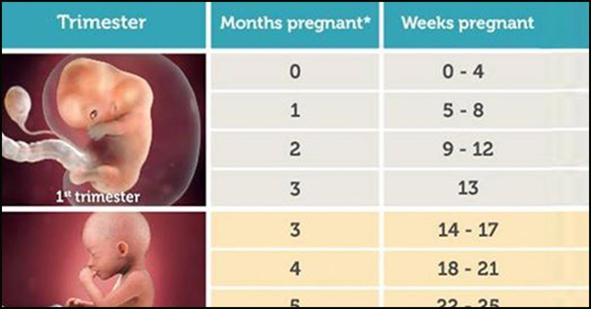 10 недель беременности сколько это. 13 Недель это сколько месяцев. Жүктілік калькулятор. 5 Месяцев это сколько недель. 13 Недель скок мес.