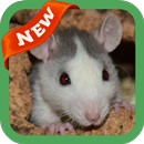 Rat Wallpaper APK