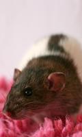 Rat Wallpaper imagem de tela 1