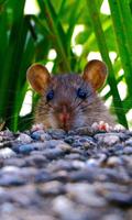 Rat Wallpaper imagem de tela 2