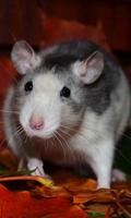 Rat Wallpaper imagem de tela 3