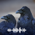 Raven sounds Ringtones