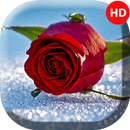 APK Rose Wallpapers - 4k & Full HD