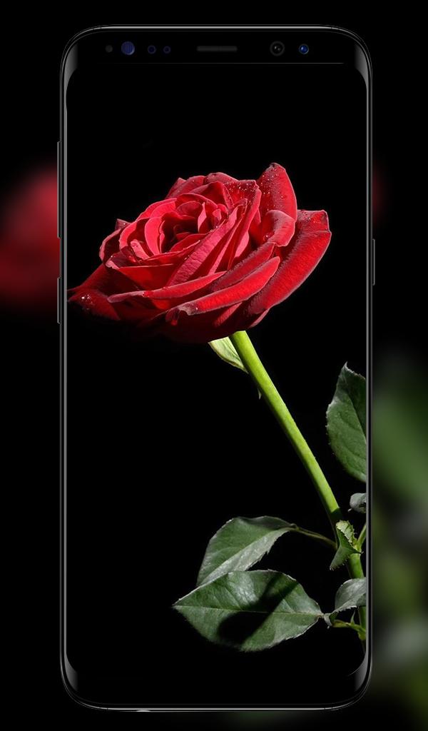 Rose Wallpapers APK for Android Download Rose Wallpapers APK for Android Download