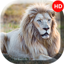 APK White Lion Wallpapers  - 4k & 