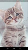 برنامه‌نما Cute Cats Wallpapers عکس از صفحه