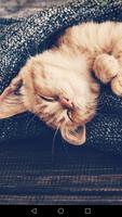 برنامه‌نما Cute Cats Wallpapers عکس از صفحه