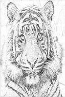 Wild Tiger Line Drawing Wallpapers poster