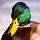Claim called ducks: Sounds aquatic birds APK
