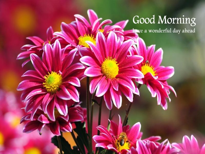 Good Morning 3D images 2020 APK pour Android Télécharger Good Morning 3D images 2020 APK pour Android Télécharger