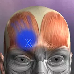 Muscle Trigger Point Anatomy APK download