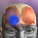 Muskel Triggerpunkte Anatomie APK