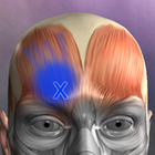 Muscle Trigger Point Anatomy ícone