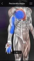 Muskel Triggerpunkte Anatomie Screenshot 1