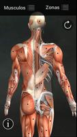 Puntos Musculares Anatomia Poster