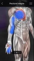Puntos Musculares Anatomia captura de pantalla 1