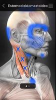 Puntos Musculares Anatomia captura de pantalla 2