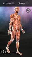 Muscle trigger point anatomie Affiche