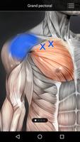 Muscle trigger point anatomie capture d'écran 3