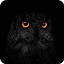 🦉 Black Owl Wallpaper 🦉 APK